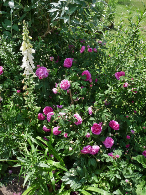  - Digitalis - Degetel