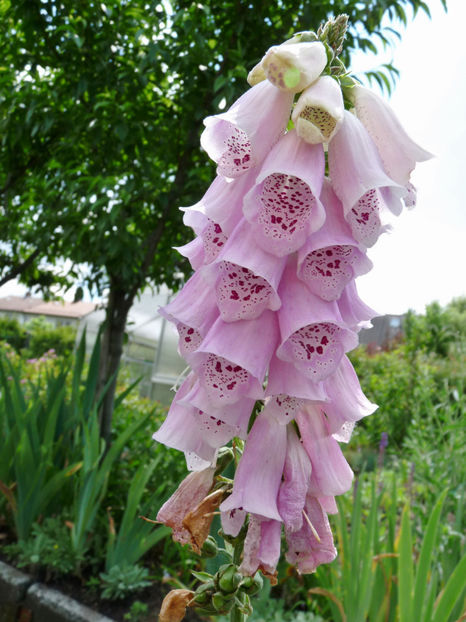  - Digitalis - Degetel