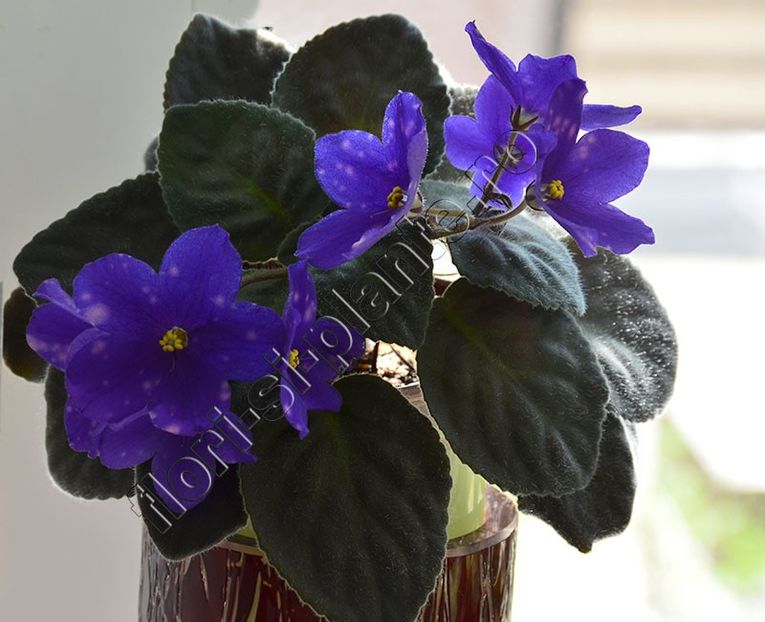 Saintpaulia Rainbow s Neon Electra - VIOLETE AFRICANE - Saintpaulia - II