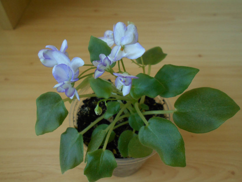 Rob s Humty Doo sport - 05___FLORI 2019