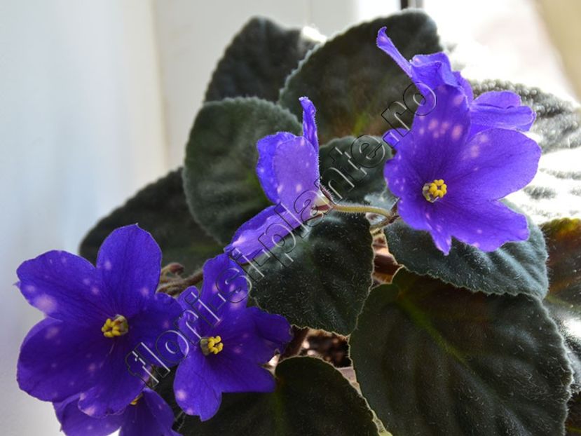 Saintpaulia Rainbow s Neon Electra - VIOLETE AFRICANE - Saintpaulia - II