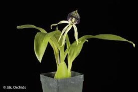  - Encycclia Cochleata