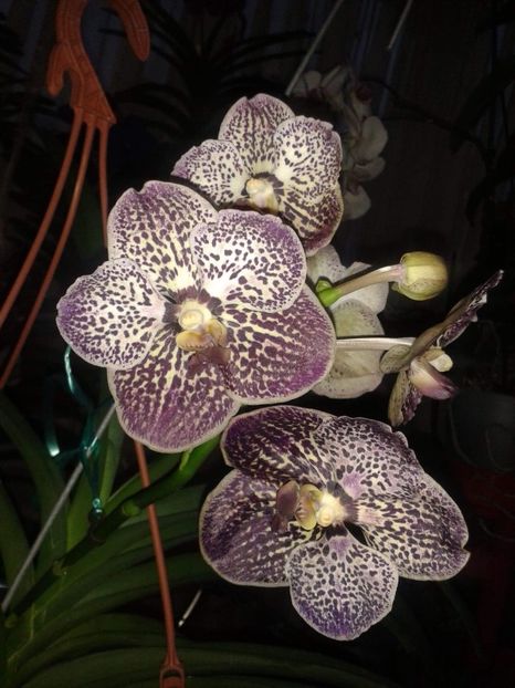 Vanda mama - Vanda aug 2019