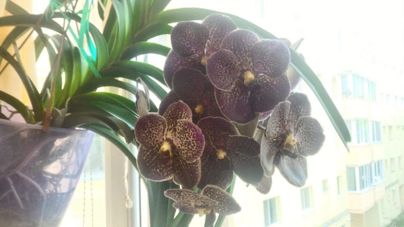 Vanda mama - Vanda aug 2019