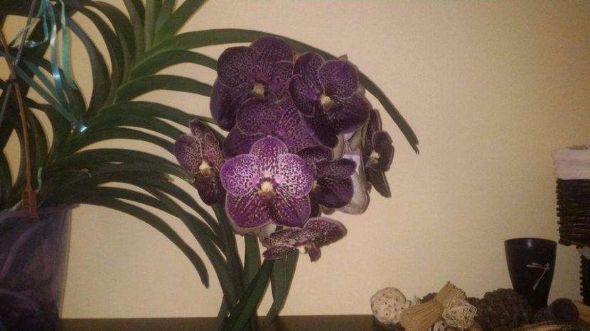 vanda mama - Vanda aug 2019