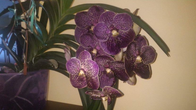  - Vanda aug 2019