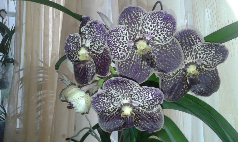  - Vanda aug 2019