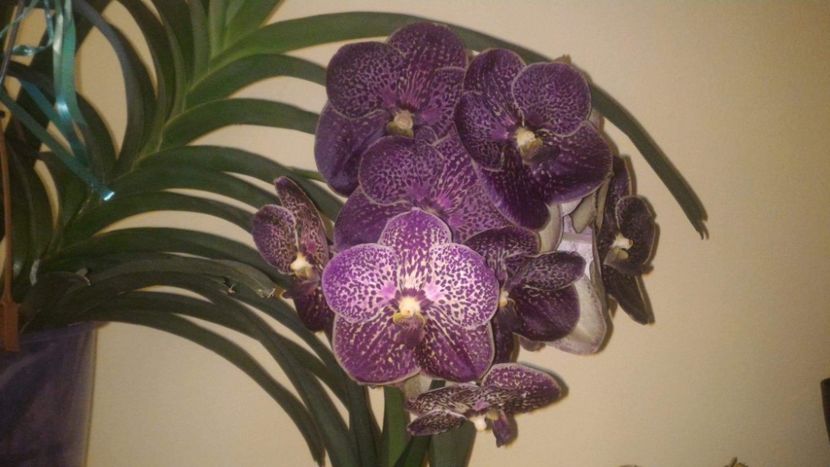  - Vanda aug 2019