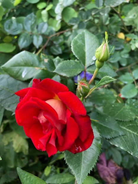 received_377006679583782 - 2019