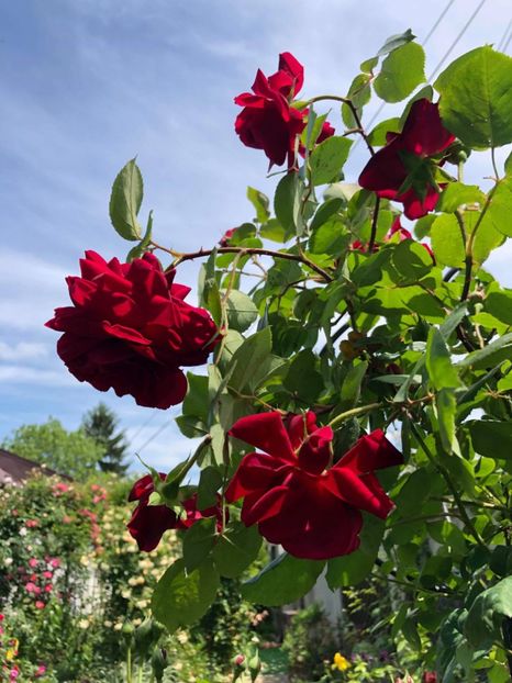 received_2003298479772393 - 2019