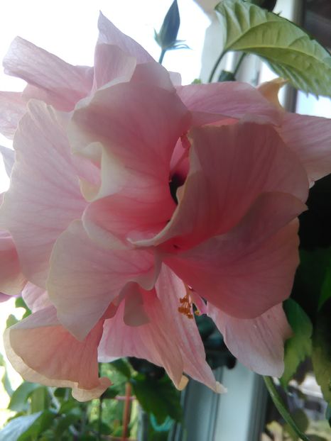  - Hibiscus 2015-2024