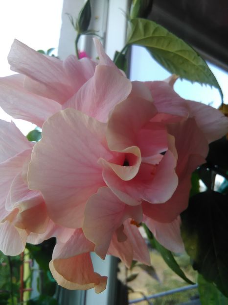  - Hibiscus 2015-2024