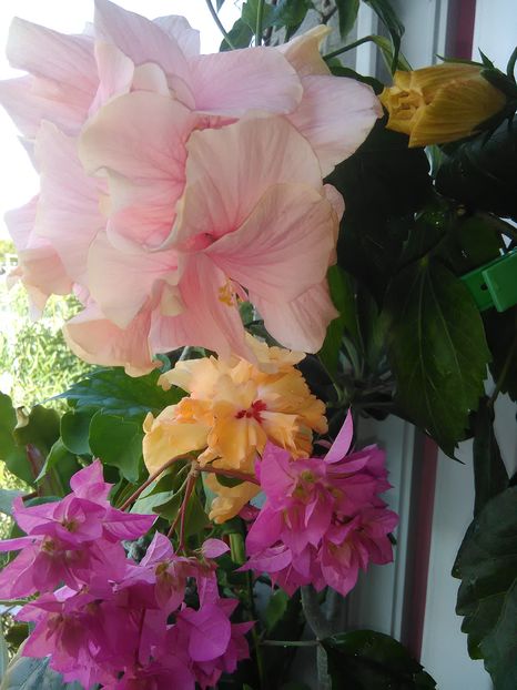  - Hibiscus 2015-2024