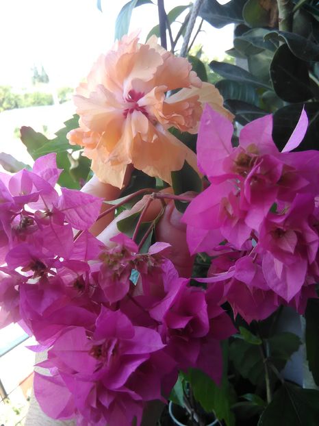  - Hibiscus 2015-2024