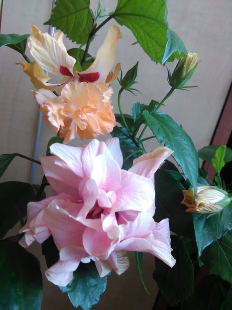  - Hibiscus 2015-2024