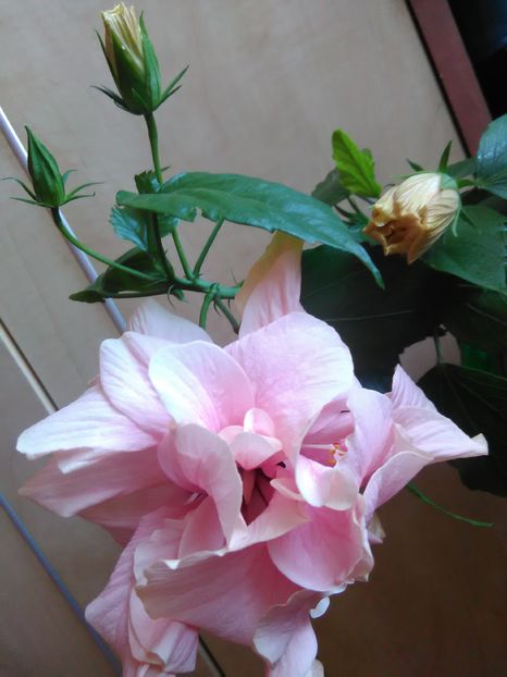  - Hibiscus 2015-2024