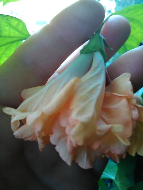  - Hibiscus 2015-2024
