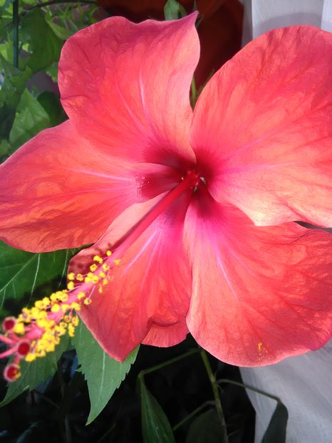  - Hibiscus 2015-2024