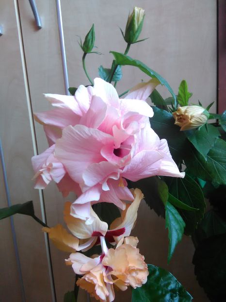  - Hibiscus 2015-2024