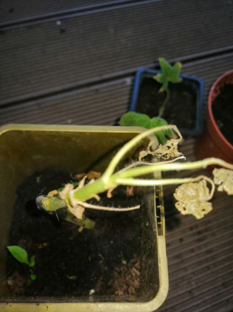  - Muscate cumpărate