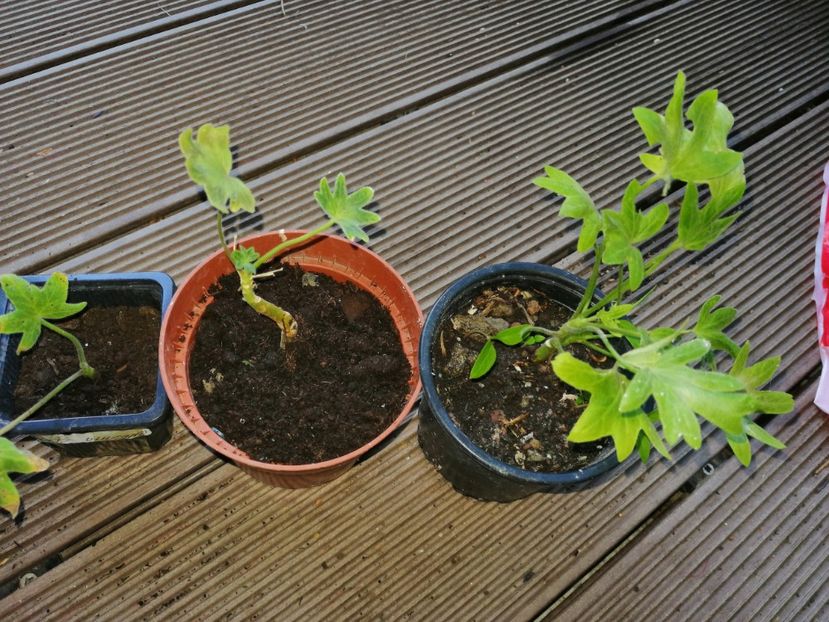  - Muscate cumpărate