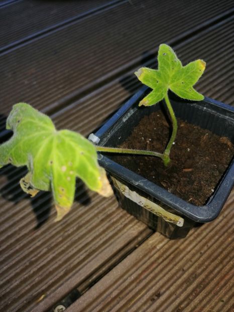  - Muscate cumpărate