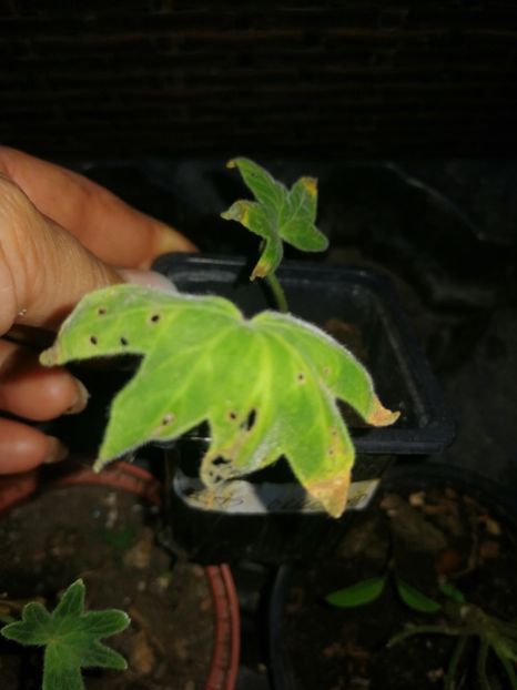  - Muscate cumpărate