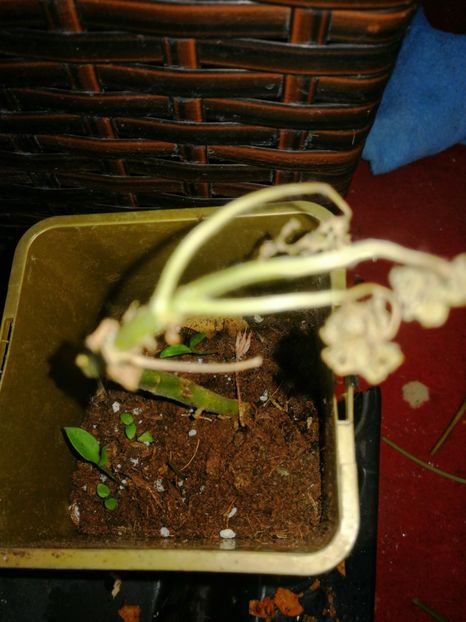  - Muscate cumpărate