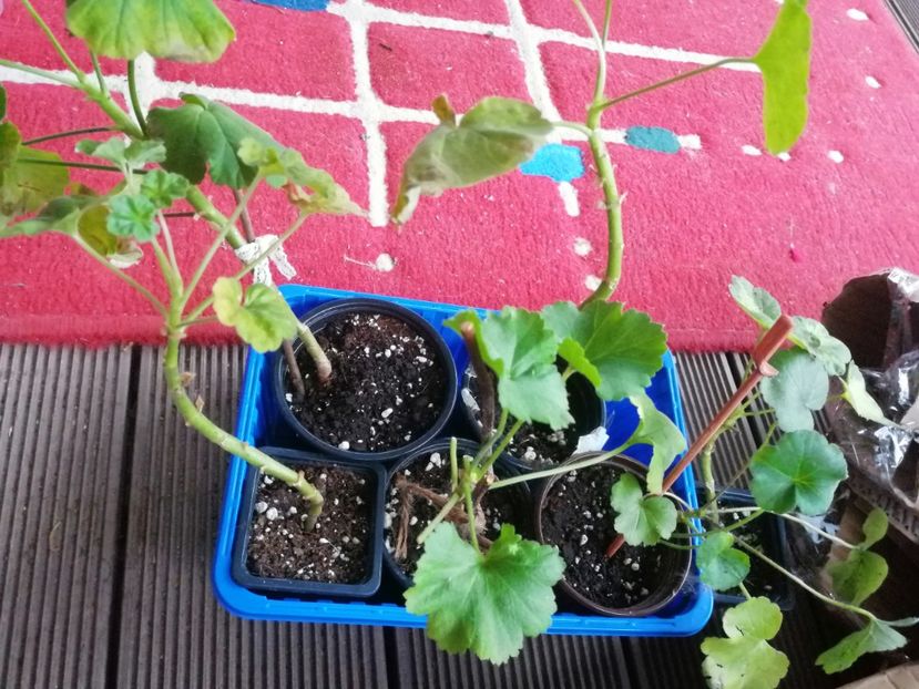  - Muscate cumpărate