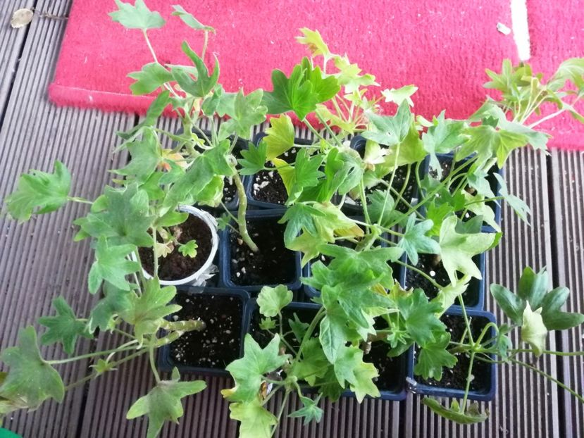  - Muscate cumpărate