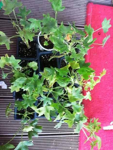  - Muscate cumpărate