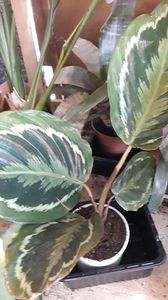 Calathea medalion - Colectie Maranta Calathea