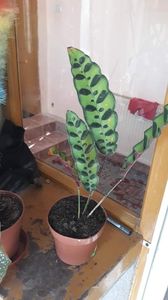  - Colectie Maranta Calathea