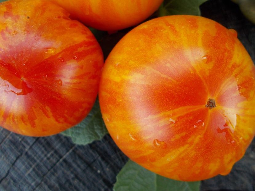  - SEMINTE ROSII - T 473 BEAUTY PRINCESS- philippe