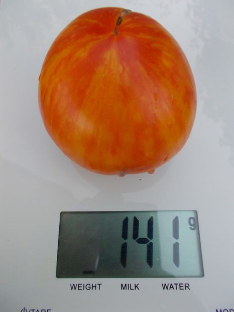  - SEMINTE ROSII - T 473 BEAUTY PRINCESS- philippe