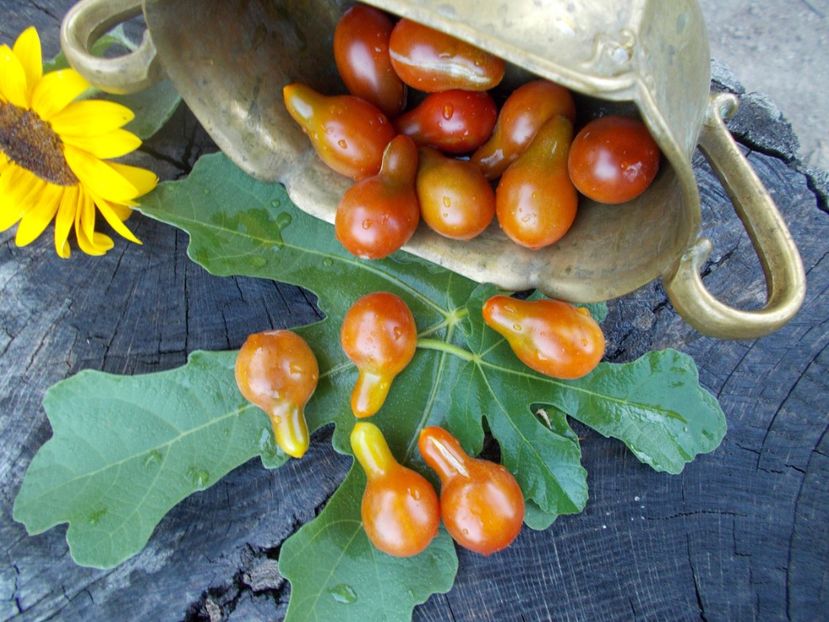  - SEMINTE ROSII - T 390 CAFE BULE