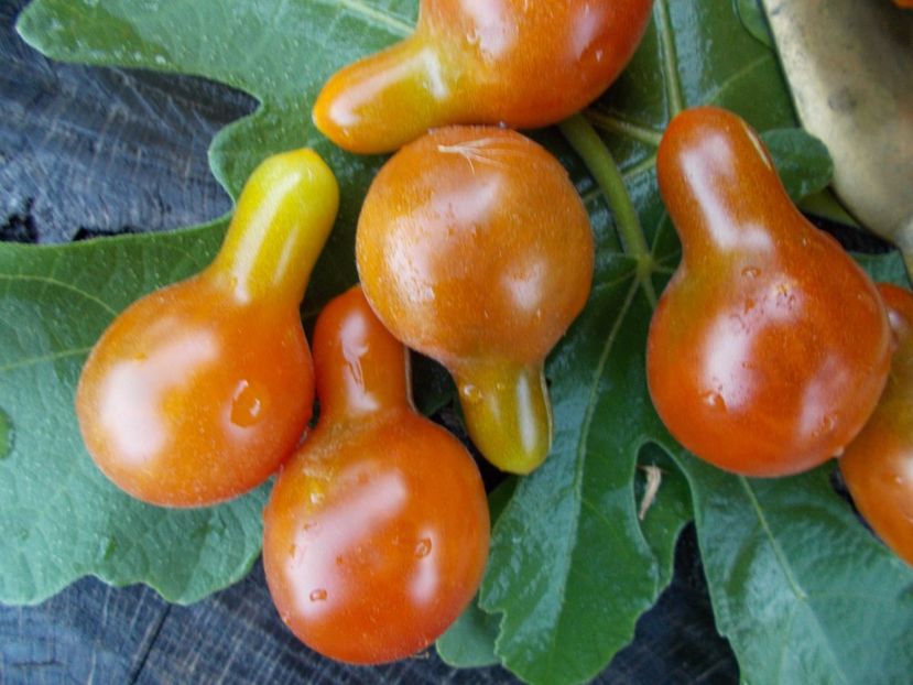  - SEMINTE ROSII - T 390 CAFE BULE