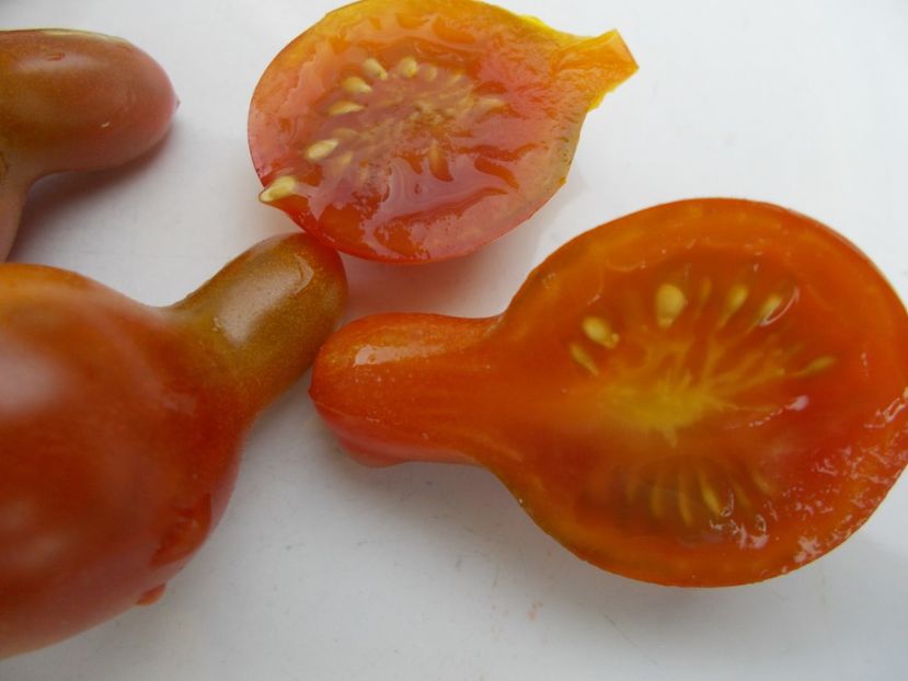  - SEMINTE ROSII - T 390 CAFE BULE