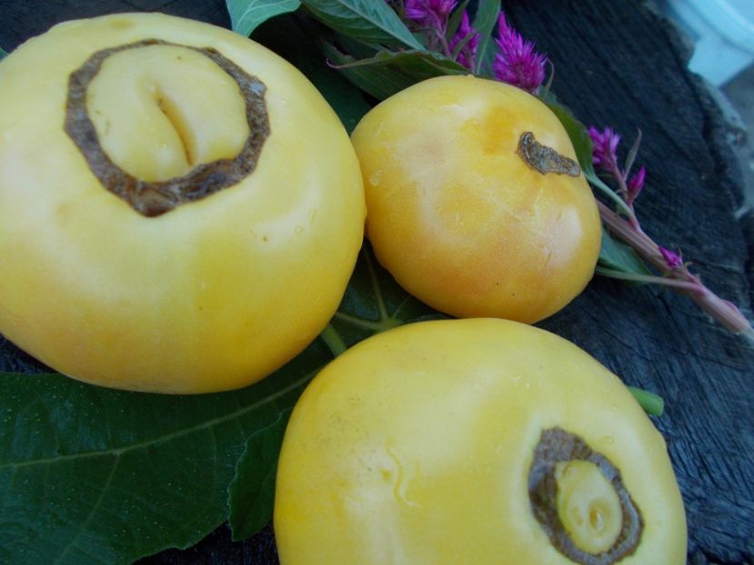  - SEMINTE ROSII - T 378 TC JONES