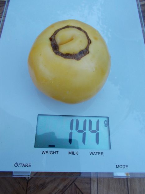  - SEMINTE ROSII - T 378 TC JONES