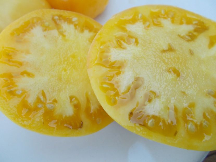  - SEMINTE ROSII - T 378 TC JONES