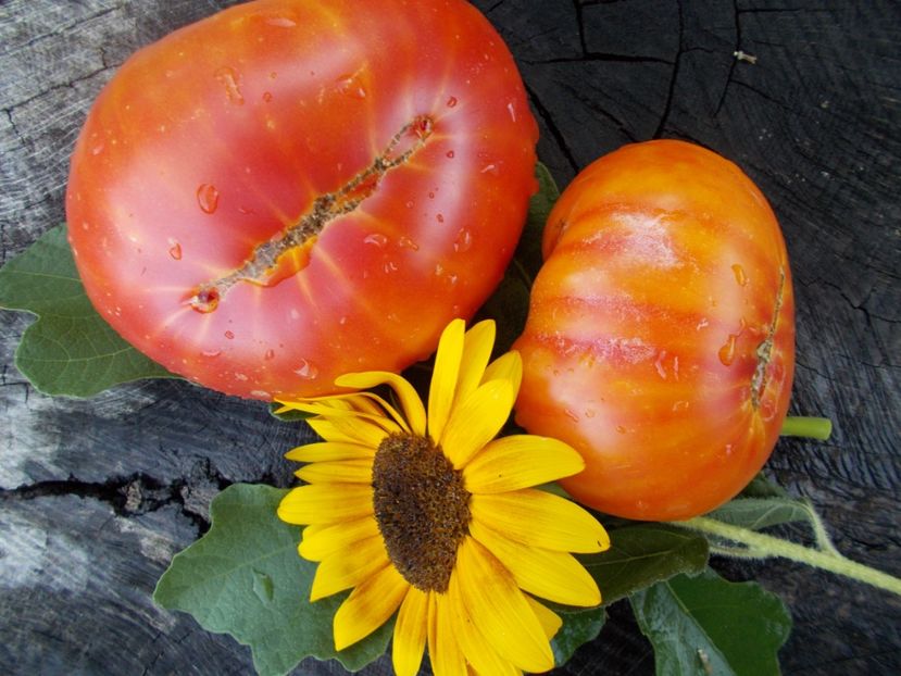  - SEMINTE ROSII - T 343 CHALILIS