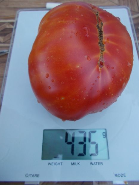  - SEMINTE ROSII - T 343 CHALILIS