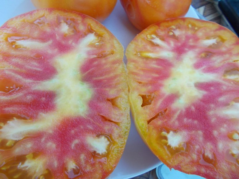  - SEMINTE ROSII - T 343 CHALILIS