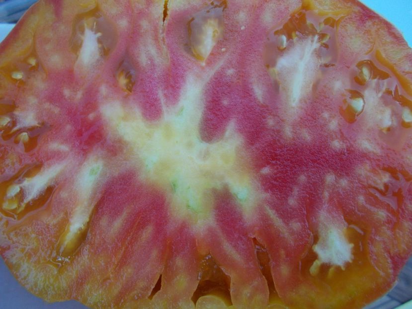  - SEMINTE ROSII - T 343 CHALILIS