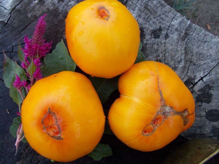  - SEMINTE ROSII - T 371 GRANDMA VINEY S YELLOW