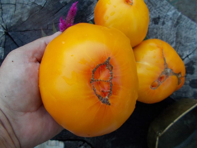  - SEMINTE ROSII - T 371 GRANDMA VINEY S YELLOW