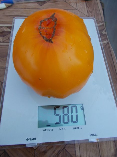  - SEMINTE ROSII - T 371 GRANDMA VINEY S YELLOW