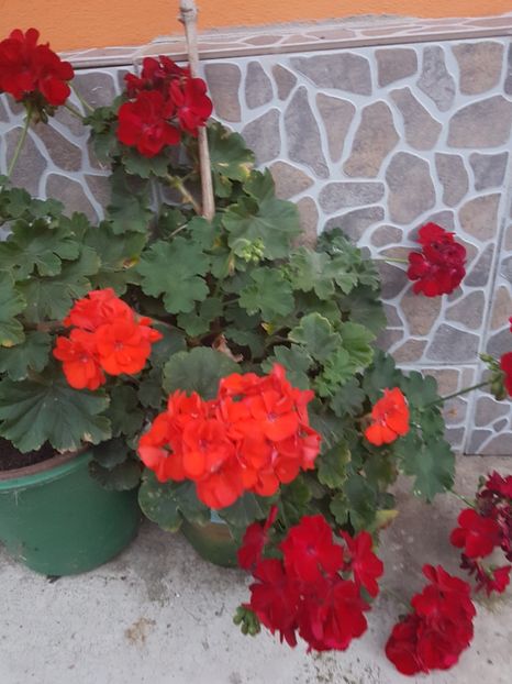  - IN GRADINA