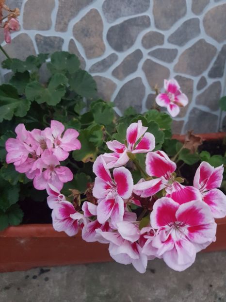  - IN GRADINA